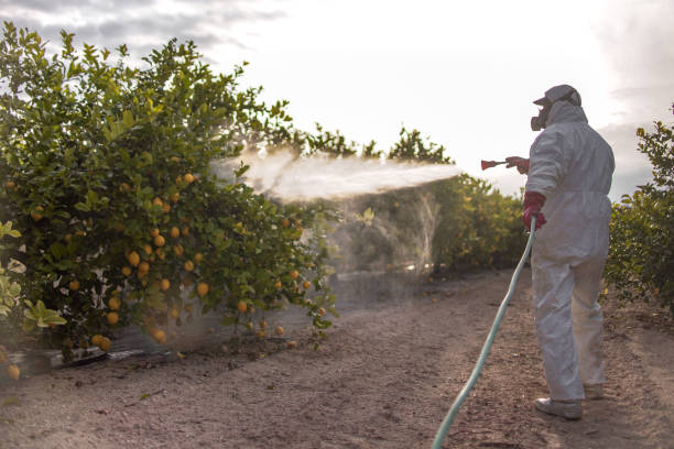 Bird Control in Jackson, CA